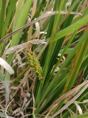 Carex polyantha