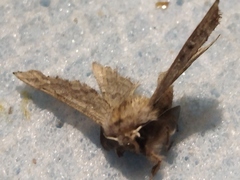 Apochima flabellaria