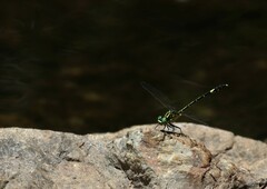 Austrogomphus amphiclitus