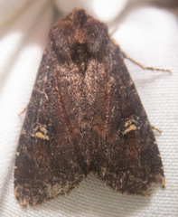 Apamea cogitata