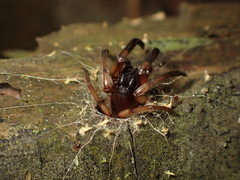 Segestriidae