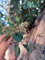 Cordia alliodora