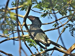 Bycanistes bucinator