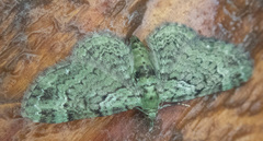 Pasiphila rectangulata