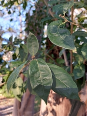 Cordia alliodora
