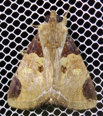 Ercheia cyllaria