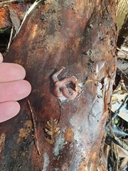 Arthurdendyus australis