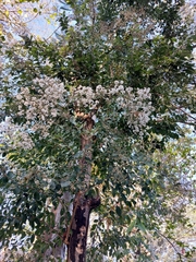Cordia alliodora