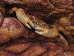 Geograpsus crinipes