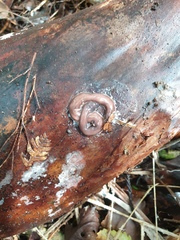 Arthurdendyus australis