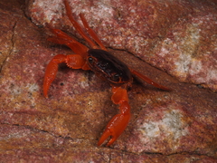 Geograpsus stormi