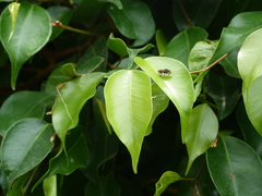 Toxomerus occidentalis