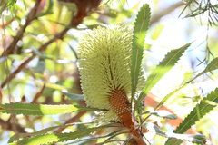 Banksia serrata