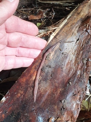 Arthurdendyus australis