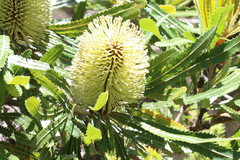 Banksia serrata