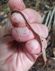 Arthurdendyus australis