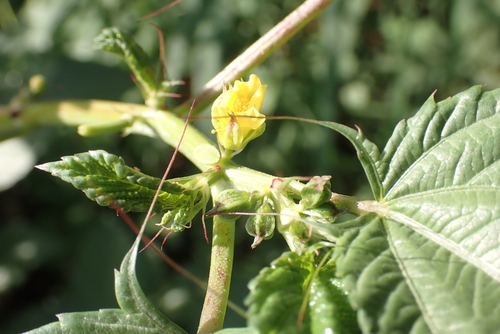 Corchorus olitorius observed 2023-01-16