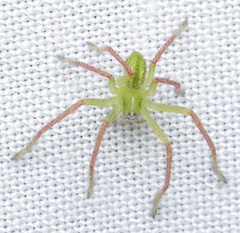 Neosparassus patellatus