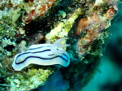 Chromodoris