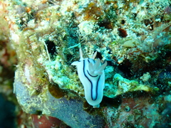 Chromodoris