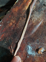 Arthurdendyus australis