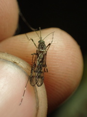 Culiseta particeps