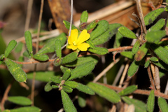 Hibbertia aspera