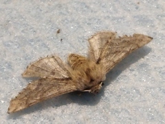 Apochima flabellaria