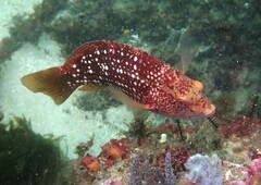 Notolabrus gymnogenis