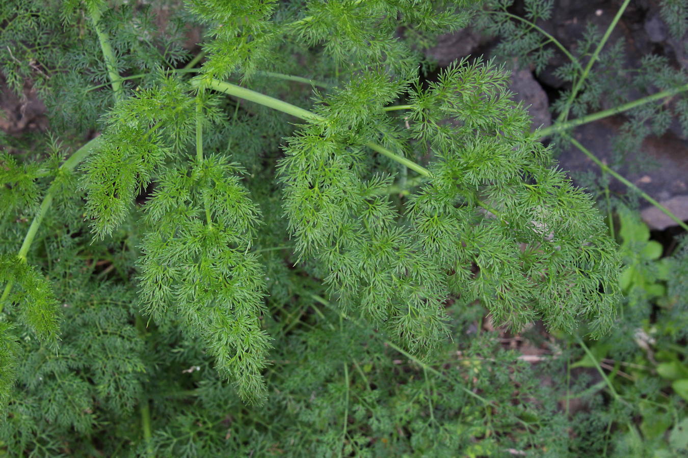 Ferula L.