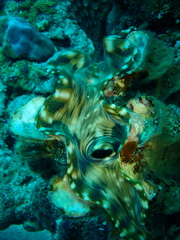 Tridacna squamosa