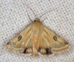 Heliothis scutuligera