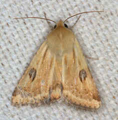 Heliothis scutuligera