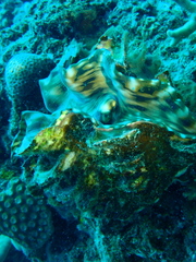 Tridacna squamosa