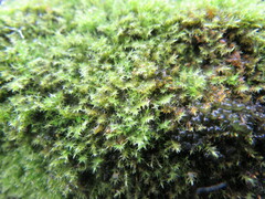 Bryophyta