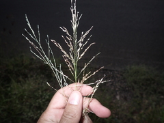 Eragrostis pectinacea pectinacea