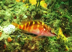 Hypoplectrodes maccullochi