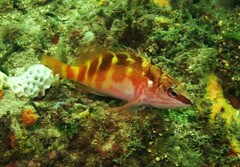 Hypoplectrodes maccullochi