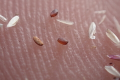 Eragrostis pectinacea pectinacea