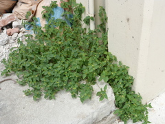 Parietaria judaica