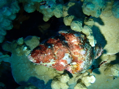 Fasciolariidae