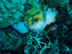 Tubiporidae