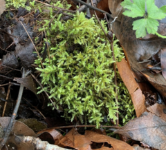 Brachythecium frigidum