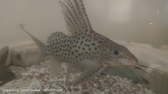Synodontis eupterus