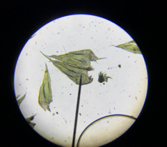 Brachythecium frigidum