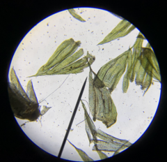 Brachythecium frigidum