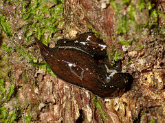 Newzealandia