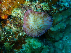Fungia fungites