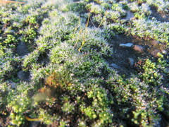 Bryophyta