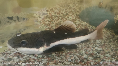 Red Tail Catfish
